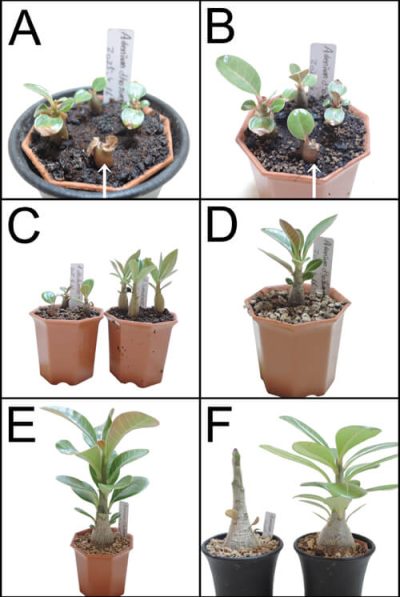 jxiv-figure1